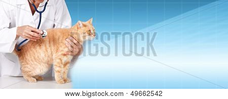 Red cat with veterinarian doctor. Veterinary clinic.