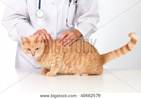 Red cat with veterinarian doctor. Veterinary clinic.