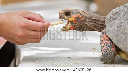 Cherry Head Red Foot Tortoise