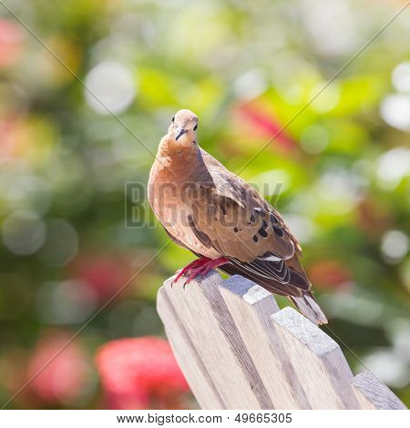 Red Turtle Dove (streptopelia Tranquebarica)