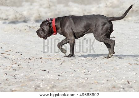 Cane Corso On The Beack