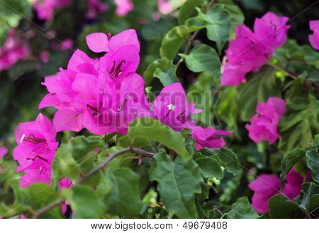 Bougainvilla in bloom with leafy green background.