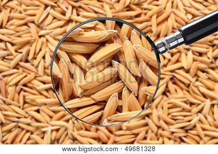 rice paddy (jasmine rice)