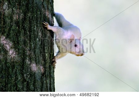 White Squirrel