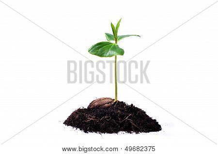 Young plant