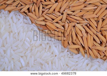Paddy rice and rice