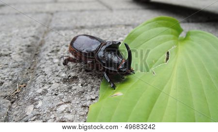 Rhinoceros Beetle