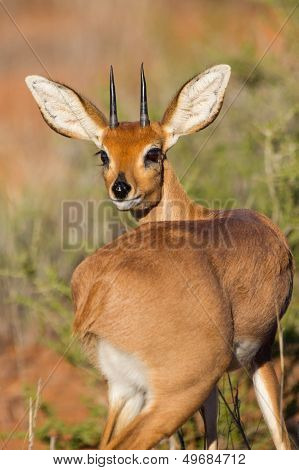Steenbok Standing In Scrub In Kalahari