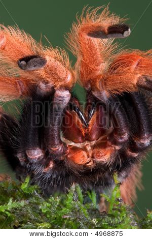 Tarantula visar huggtänder