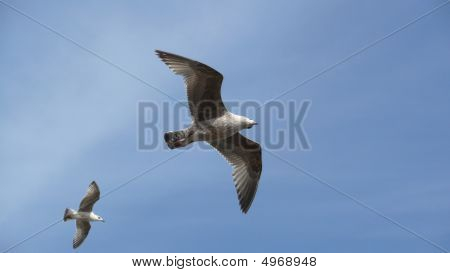 Måger flyver