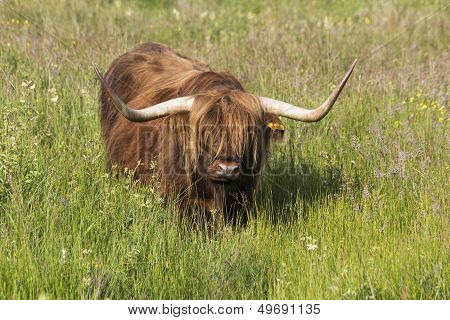 Highland Cattle in Uk field