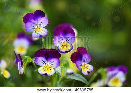 Tricolor Pansies