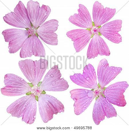Musk-mallow Set