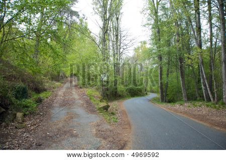 Crocevia nella foresta
