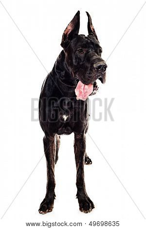 Black Great Dane sitting over white background