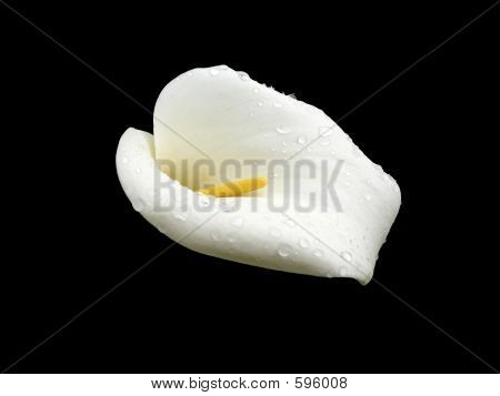 Fiore Calla bianca