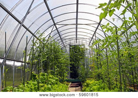 Young Tomato Plants In Vegetable Greenhouses