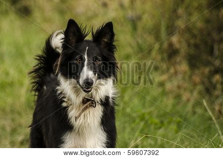 Border collie