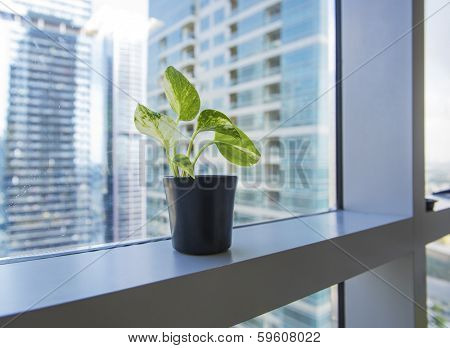 A small plant pot displayed in the window