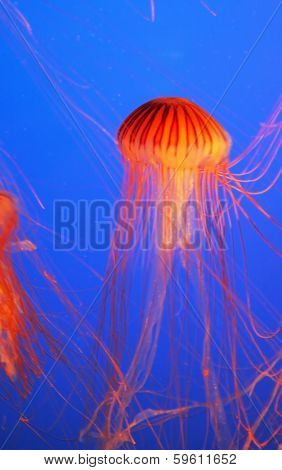 Yellow-orange jellyfish with thin feelers. Aquarium with bright blue water