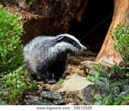 Badger