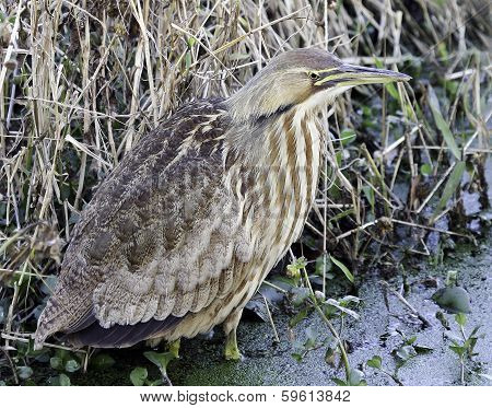 American Bittern