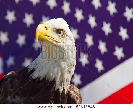 American Bald Eagle