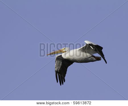 White Pelican