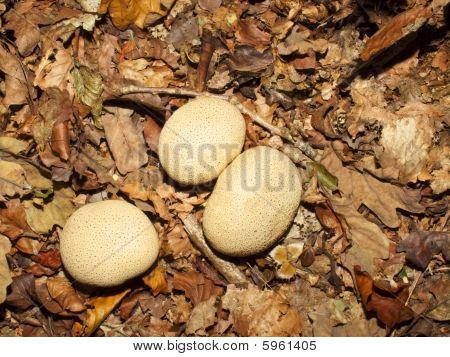 เชื้อรา Earthball ทั่วไป