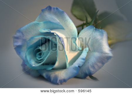 Rosa azul