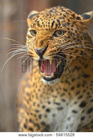 Leopard