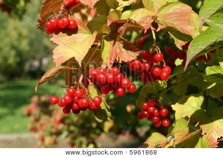 Europæiske Cranberrybush