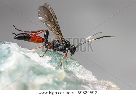 The Ichneumon Wasp (Coelichneumon viola)