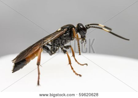 Ichneumon Wasp (Coelichneumon viola)