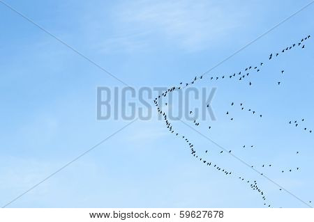 Migration Of Birds