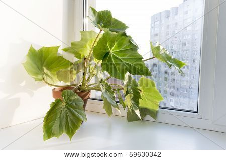 Potted Flowers On The Windowsill