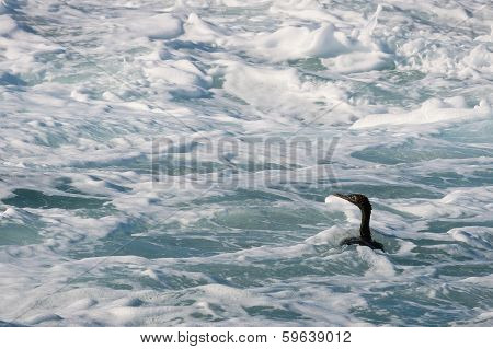 Cape Cormorant  Swim In Foam Water.