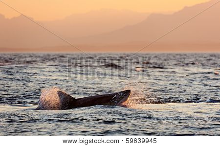 Great White Shark (carcharodon Carcharias) Attack