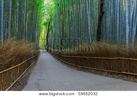 Chikurin-no-michi (bamboo Grove) At Arashiyama In Kyoto