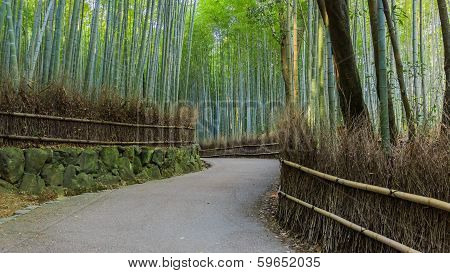 Chikurin-no-michi (bamboo Grove) At Arashiyama In Kyoto