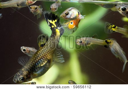 Guppy Multi Colored Fish
