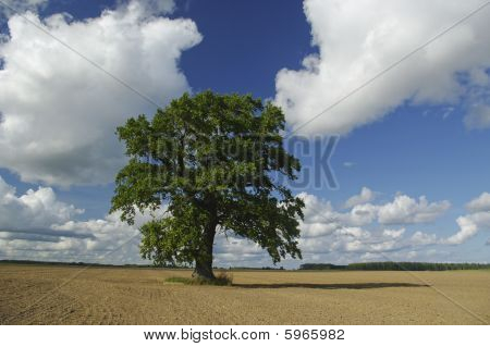 Tree.