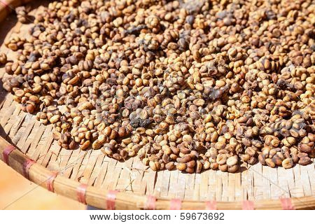 Civet feces with embedded coffee beans - Weasel coffee (Kopi Luwak or Civet coffee)