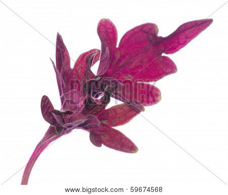 Red Painted Nettle Coleus Leaf, Isolated