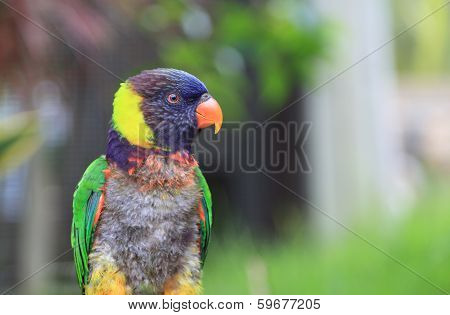 Parrot