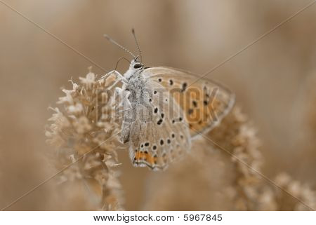 Mariposa