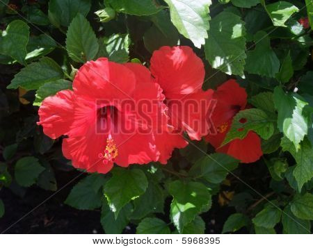 Red Flower 2