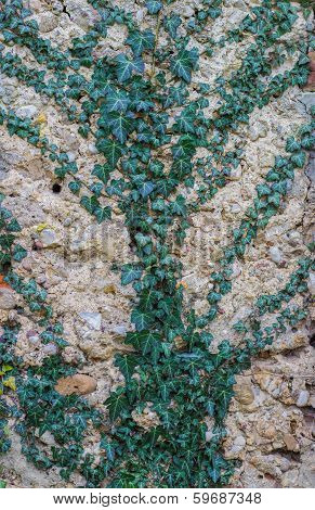 Ivy On The Wall