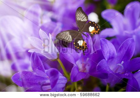 Flowers and batterfly, dark blue hand bells
