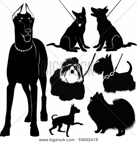 dogs collection in the exhibition